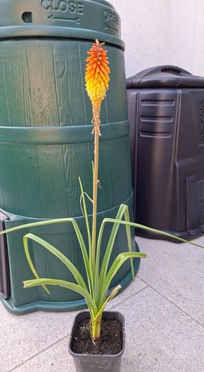 Red Hot Poker in a pot in flower now 1/8/2026