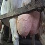 Holstein bull Image 9
