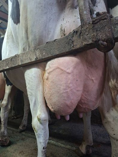 Holstein bull