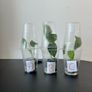 Alocasia silver dragon pups for sale Image 3