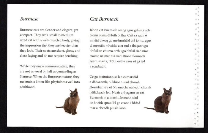 2014 Ireland Cats Commemorative Stamp Booklet Mint Never Hinged (MNH). Hibernian HB202. Photos of contents shown.