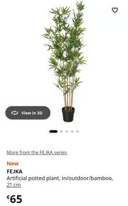 Bamboo plant