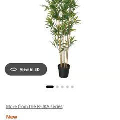 Bamboo plant