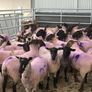 Suffolk X Hoggets  (organic) Image 3