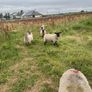 Lambs Image 3