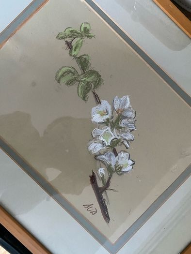 Botanical pastel drawing - framed