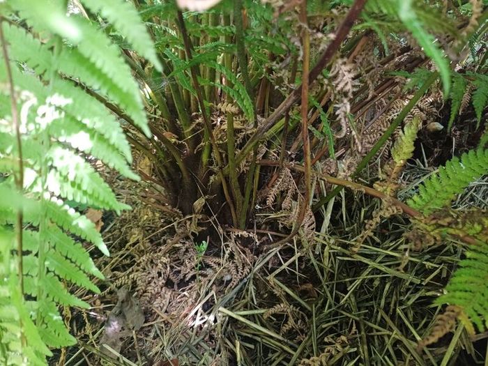 Large Dicksonia with massive fronds