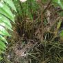 Large Dicksonia with massive fronds Image 2