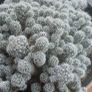 Mammillaria gracilis fragilis, Thimble cactus in ceramic pot. Image 4
