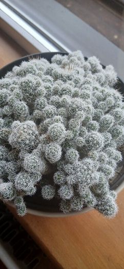 Mammillaria gracilis fragilis, Thimble cactus in ceramic pot.