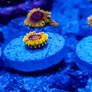 Mind Trick Zoa Image 2