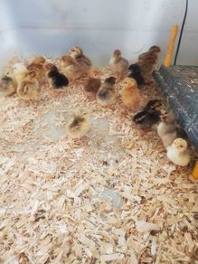 chicks