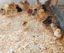 chicks