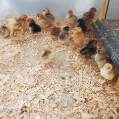 chicks
