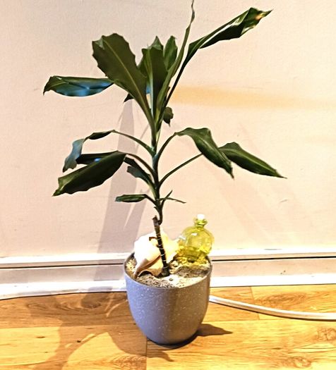 DRACENA - photos edit