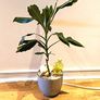 DRACENA - photos edit Image 2