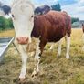 Heifers Image 3
