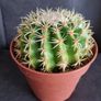 Cactus Image 3