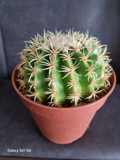 Cactus