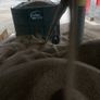 Oats Image 3