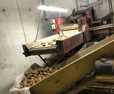Potato grader