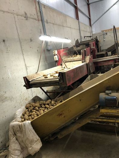 Potato grader