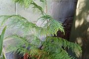 Atlas Cedar