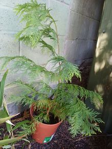 Atlas Cedar