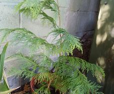 Atlas Cedar