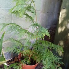 Atlas Cedar