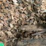 firewood Image 3