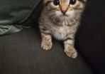 Adoption