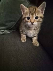Adoption