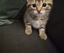 Adoption