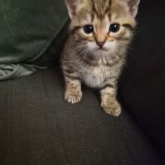 Adoption