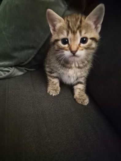 Adoption