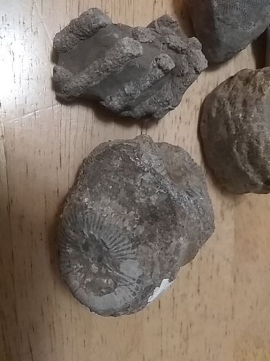 fossils - potentially hundreds of millions of years old