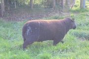 Dutch Spotted Hoggett Rams