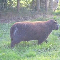Dutch Spotted Hoggett Rams
