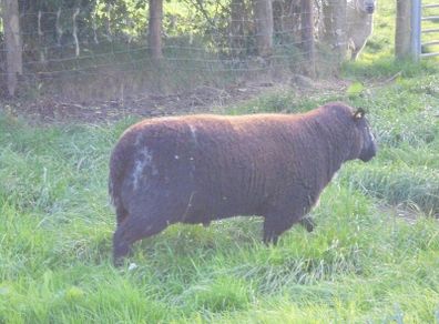 Dutch Spotted Hoggett Rams