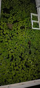 Floating plants