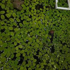Floating plants