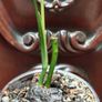 Monstera Subpinnata Image 5