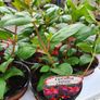 Summer Bedding, Trailing Plants Image 5