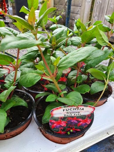 Summer Bedding, Trailing Plants
