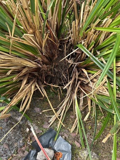Hardy Grasses