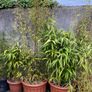 bamboo plants different varieties Image 8
