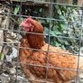 Free chickens Image 3