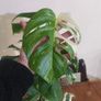 Established Monstera Albo Variegata High Variegation Image 6