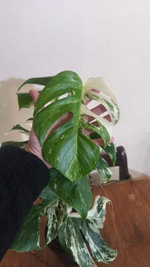 Established Monstera Albo Variegata High Variegation